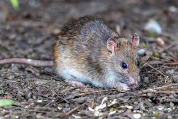 close up of a brown rat in the forest